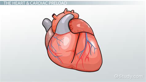 cardiac preload definition reduction lesson studycom