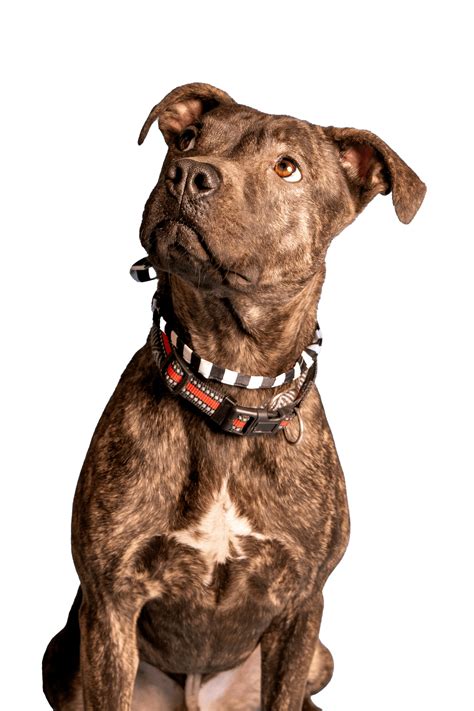 lewis & clark animal hospital 13