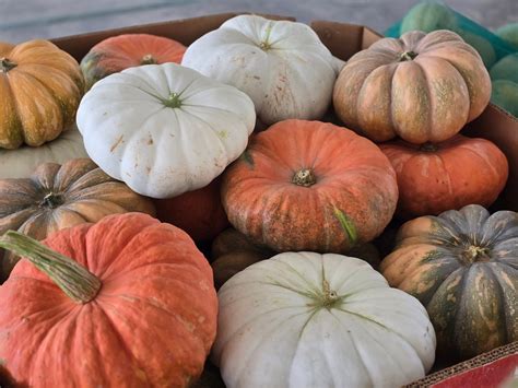 Amish of Ethridge Tennessee | Lawrenceburg TN