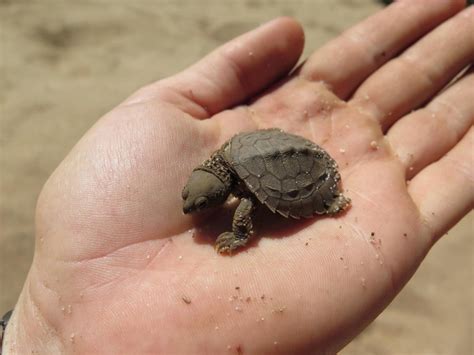 record breaking milestone  fitzroy river turtles fitzroy basin