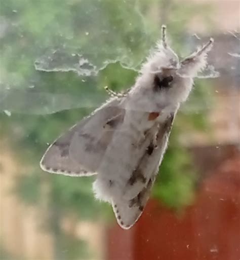 underside   luna moth   rwhatsthisbug