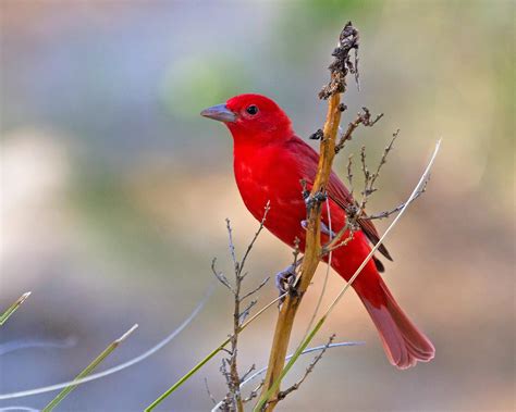 Summer Tanager ⋆ Tucson Bird Alliance