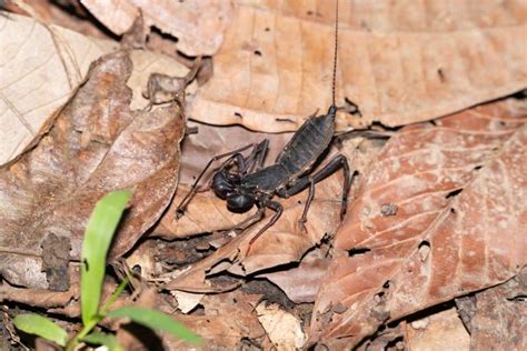 16 Terrifying Tailless Whip Scorpion Facts - Fact Animal