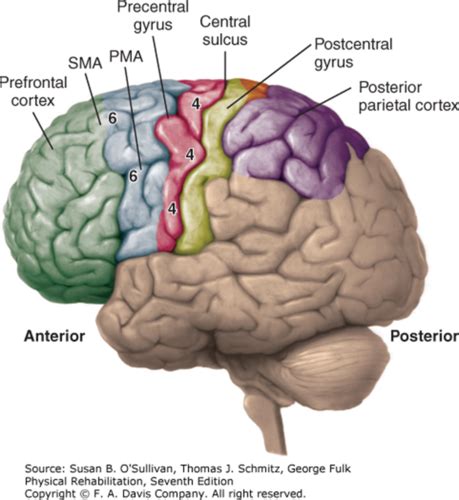incoordination flashcards quizlet