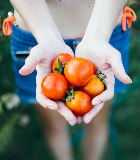 How to Store Tomatoes: Your Tomatoes Are Rotting Because You???re ...