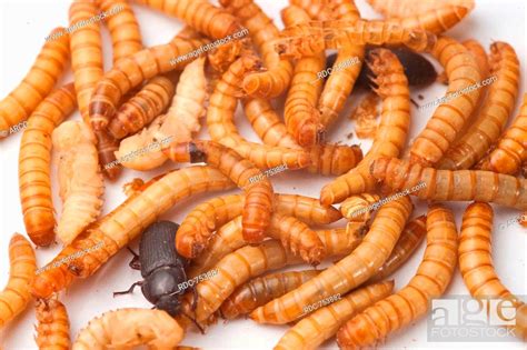 Mealworm larvae, Stock Photo, Picture And Rights Managed Image. Pic ...