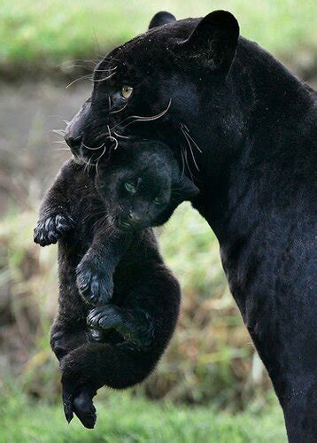 10 Interesting Facts about Panther | In Fact Collaborative