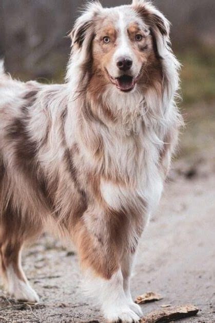Red Merle Australian Shepherd: Info, Facts, Pictures & More!