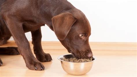 IBD in dogs: Vet's guide to causes and treatment | PetsRadar