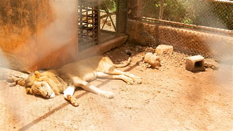 Why the zookeeper pay rate is finally being adjusted this year 13