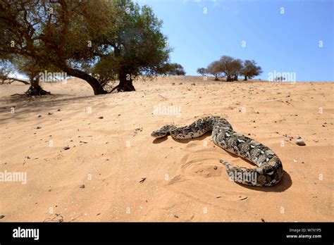 Puff adder (Bitis arietans) in habitat, near Tiznit, Morroco Stock ...