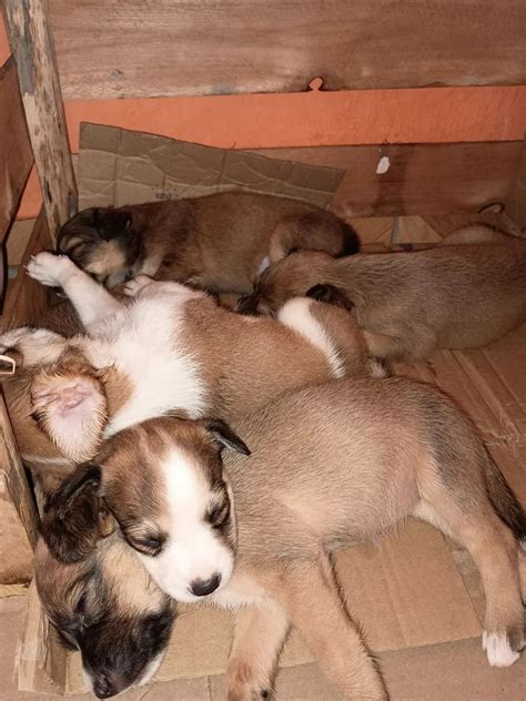 Filhotes De Cachorros Fofinhos - 5