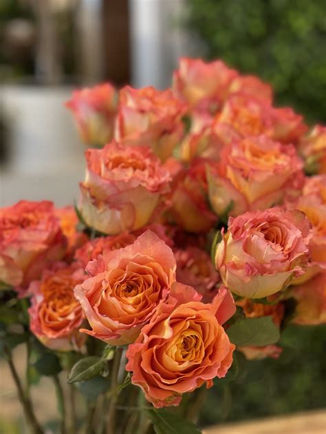 Dozen Roses - Flowers Talk Tivoli