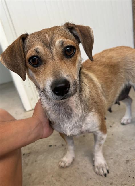 Volunteers join the Australian shepherd puppy rescue mission today 11