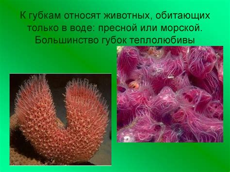 Тип Губки - презентация онлайн