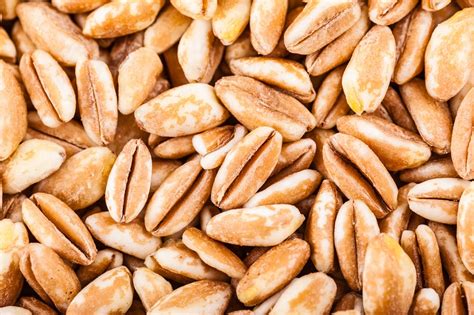 Спельта: користь, калорійність спельти та історія продукту