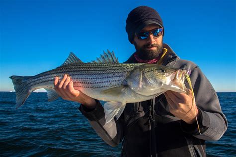 more striper porn for you east coast fly rodders. : r/flyfishing