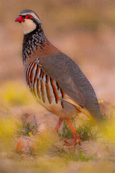 side view  wild rotund alectoris rufa bird  light brown