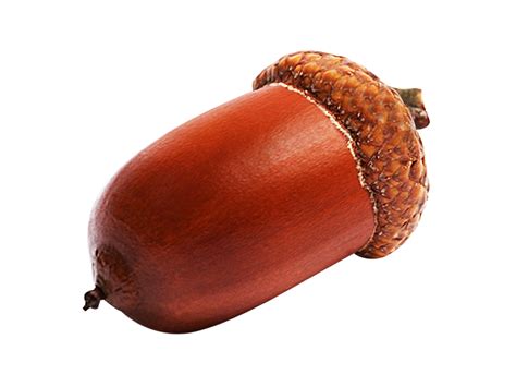 Желудь PNG