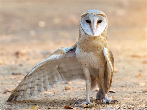Owl Legs: Everything You Need To Know (With Pictures) | Bird Fact