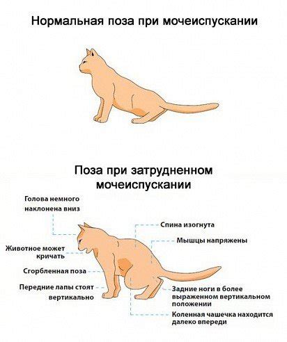 Мочекаменная болезнь у котов: симптомы и лечение в домашних условиях