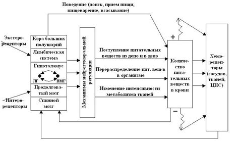 Функциональная система питания