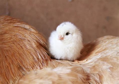 O Que Significa Sonhar Com Galinha Branca - O que significa sonhar com galinha branca? - Interpretação de sonhos