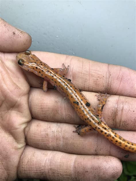 Long Tailed Salamander