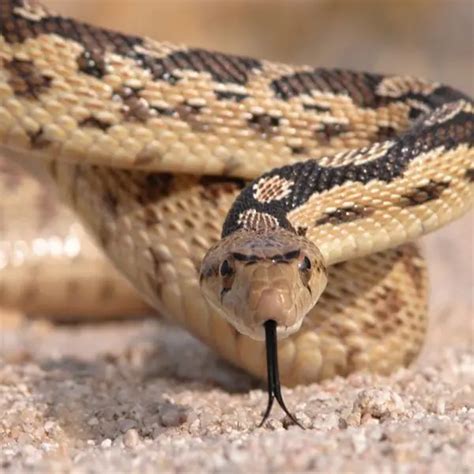 Gopher Snake - Facts, Diet, Habitat & Pictures on Animalia.bio