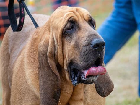 hound dog breeds temperament traits  pictures