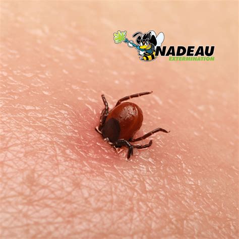 la tique nadeau extermination