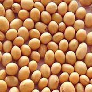 Soy Beans Benefits (According to Ayurveda) - Joyful Belly College of ...