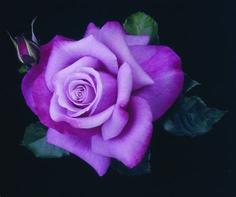 Purple Rose HD Wallpapers - Wallpaper Cave