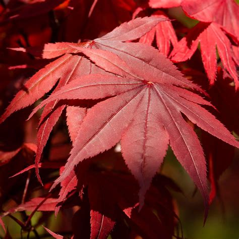 maple trees  sale fastgrowingtreescom