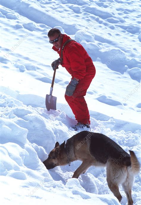 Avalanche rescue - Stock Image - T660/0013 - Science Photo Library