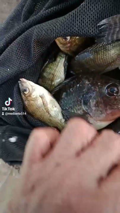 nila waduk ngipik gresik okehhh banget lurrrr youtube