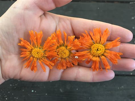 Calendula — Golden Vista Farm