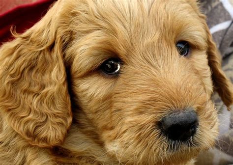 BREED STANDARDS - Australian Labradoodle | Pure breed dogs, Puppies ...