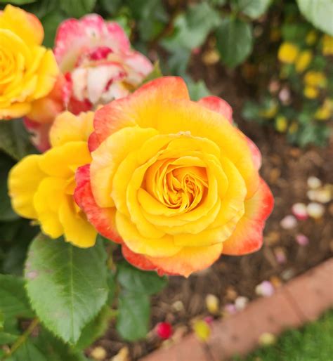 Rose 'Garden Delight' Bush Form - Hello Hello Plants