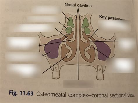Complejo Osteomeatal Seram – boletín estadístico minero 2020complejo ...