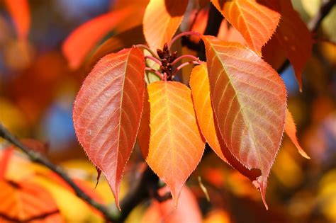 Hojas De Otoño Sale Colores - Foto gratis en Pixabay - Pixabay