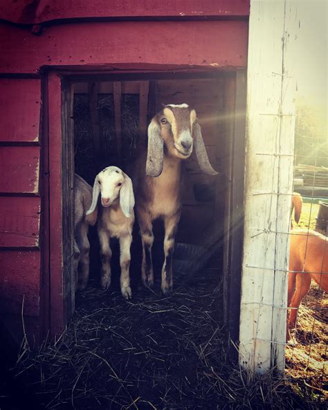 Nubian Goats - Stone Lakes Farm