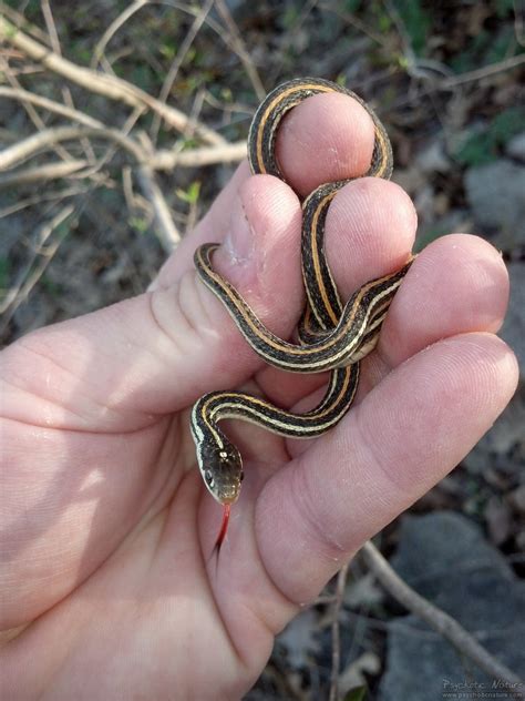 Western Ribbon Snake