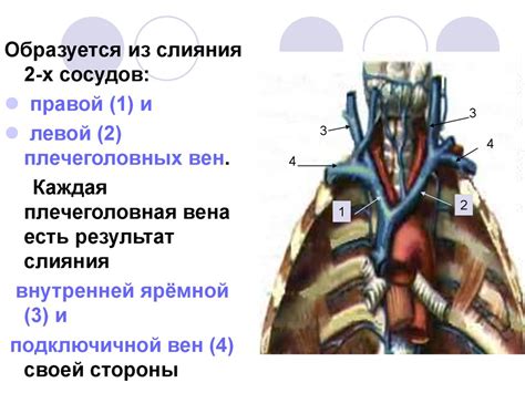 Венозная система. Лекция № 19 - презентация онлайн