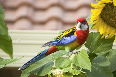 Eastern Rosella Free Photo Download | FreeImages