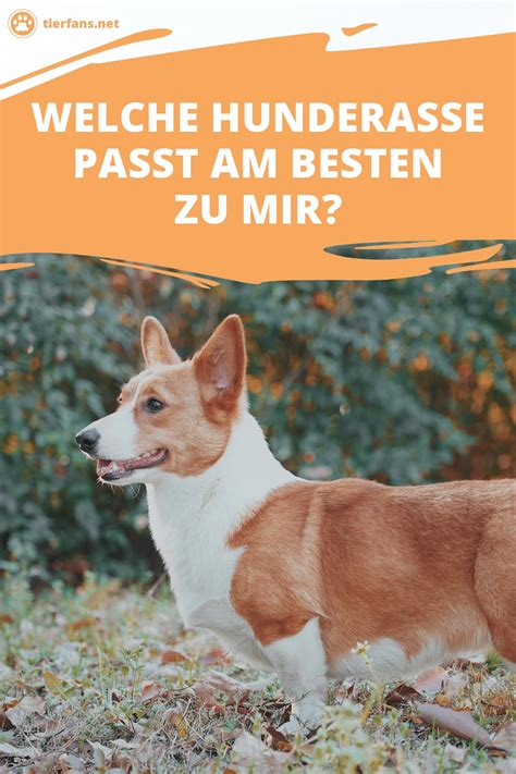 Welche hunderasse passt am besten zu mir – Artofit