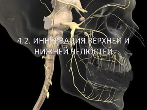 Иннервация верхней и нижней челюстей - презентация онлайн
