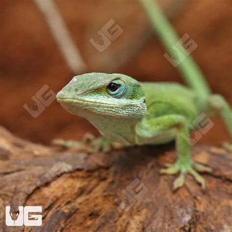 Green Anoles For Sale - Underground Reptiles