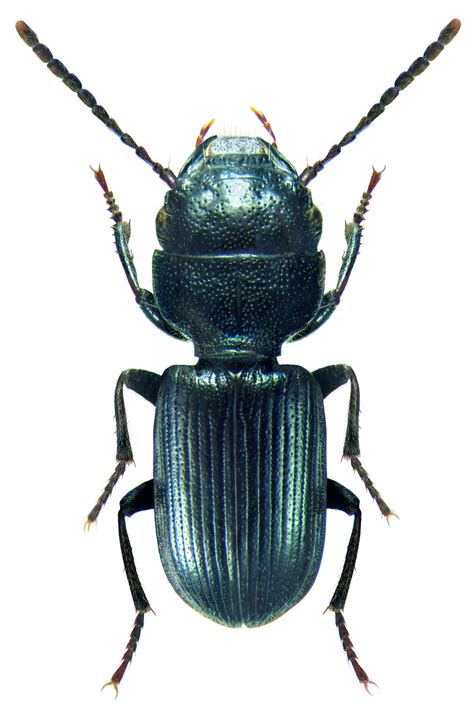 Subfamily Harpalinae Bonelli, 1810 - Carabidae