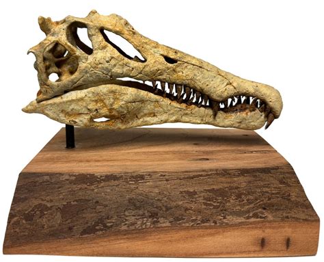 Spinosaurus Miniature Fossil Skull Replica - Etsy